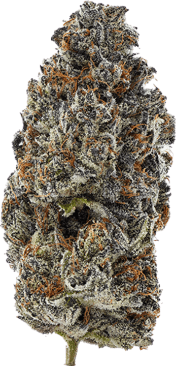Glto41